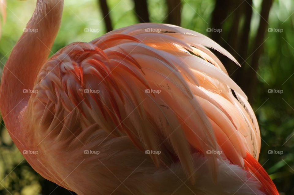 Flamingo feathers