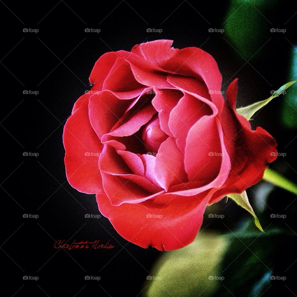 Rose flower red black macro beautiful sublime