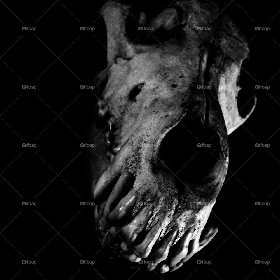 Wolf Skull 