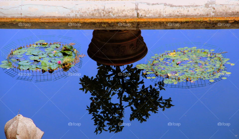 plant in pot reflected in the water with lilies