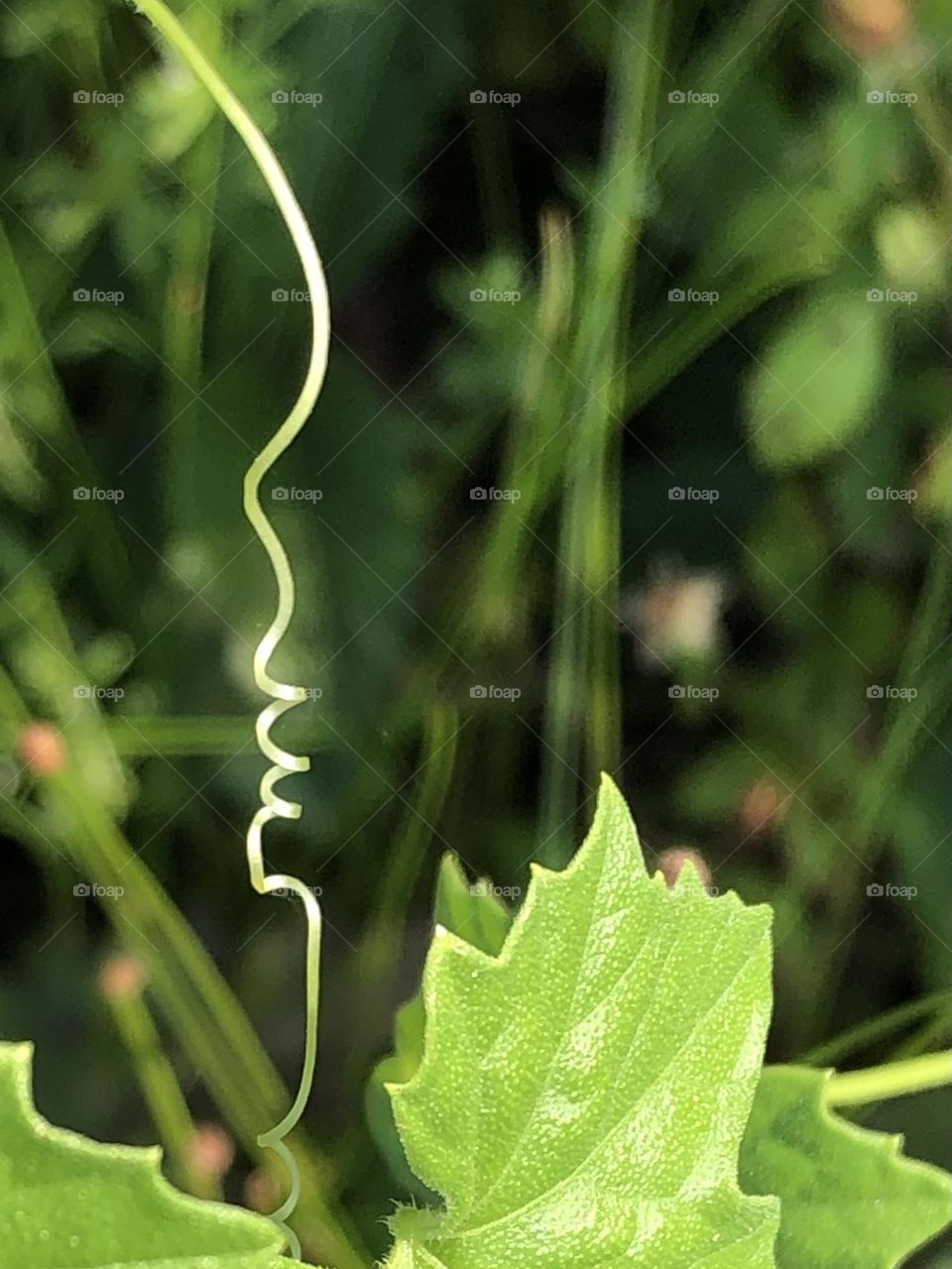 A vine has twisted into a corkscrew shape in the bright sunshine ☀️