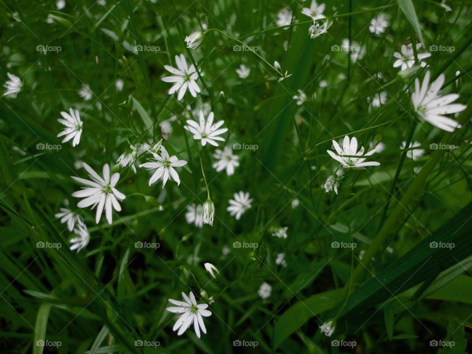 white flowers and green grass spring nature