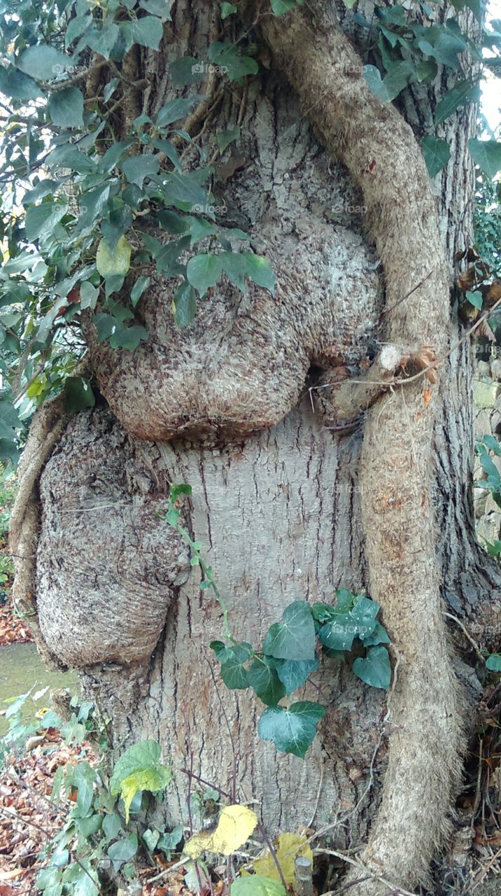 deformed tree
