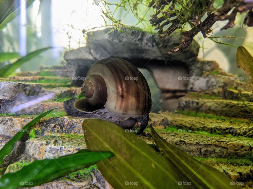 Ivory Brown Mystery Snail