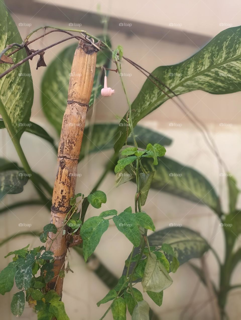 I am still used as I am so useful