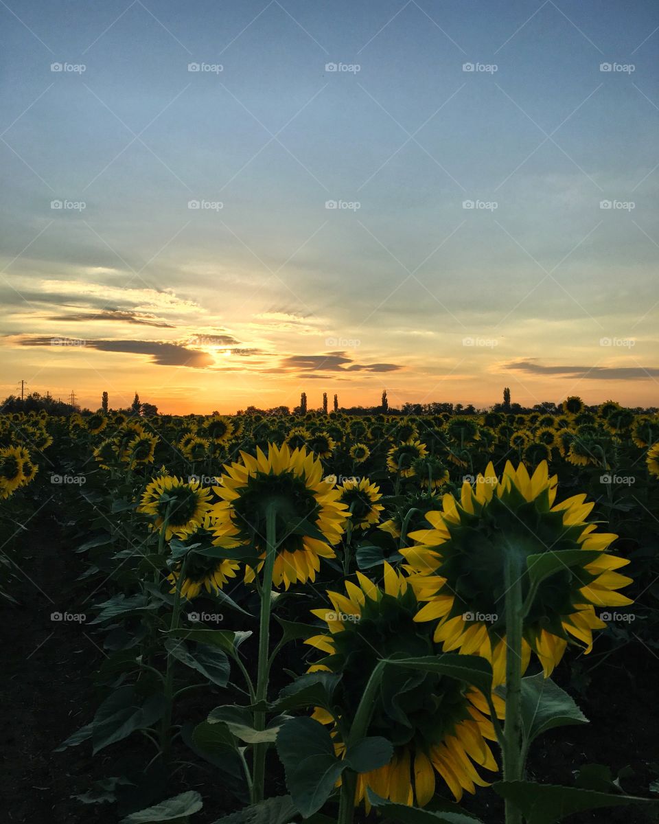 Field with sunflowers, morning, sunrise 