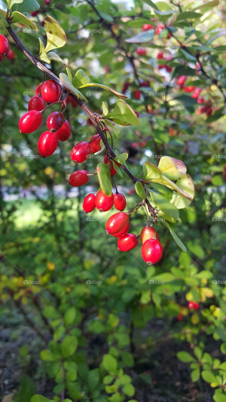 Red berries