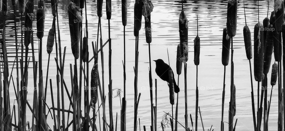 black and white view of a bird sitting among tall reeds at the edge of an Oregon pond