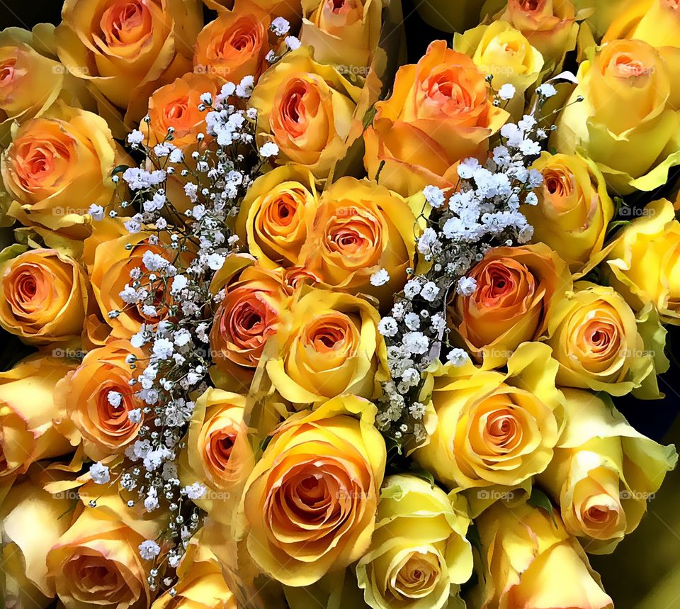 Lots of yellow roses
