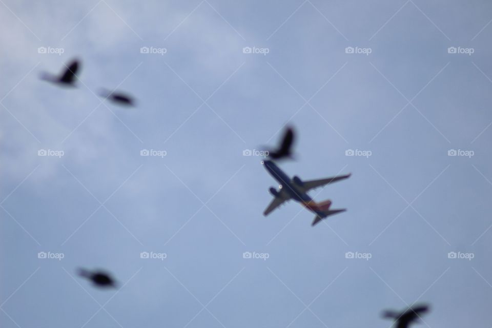 Airplane and birds!