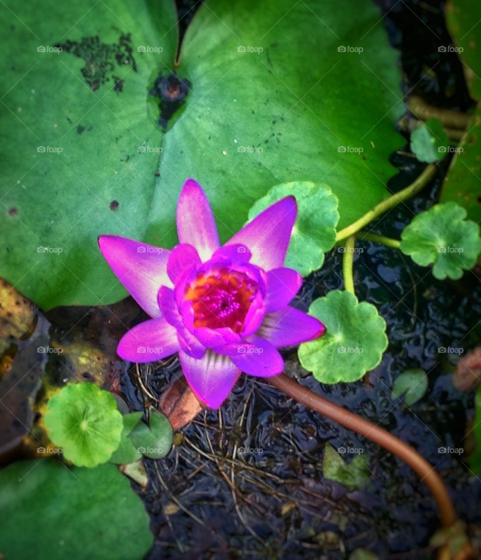 Water lily floating in the water...