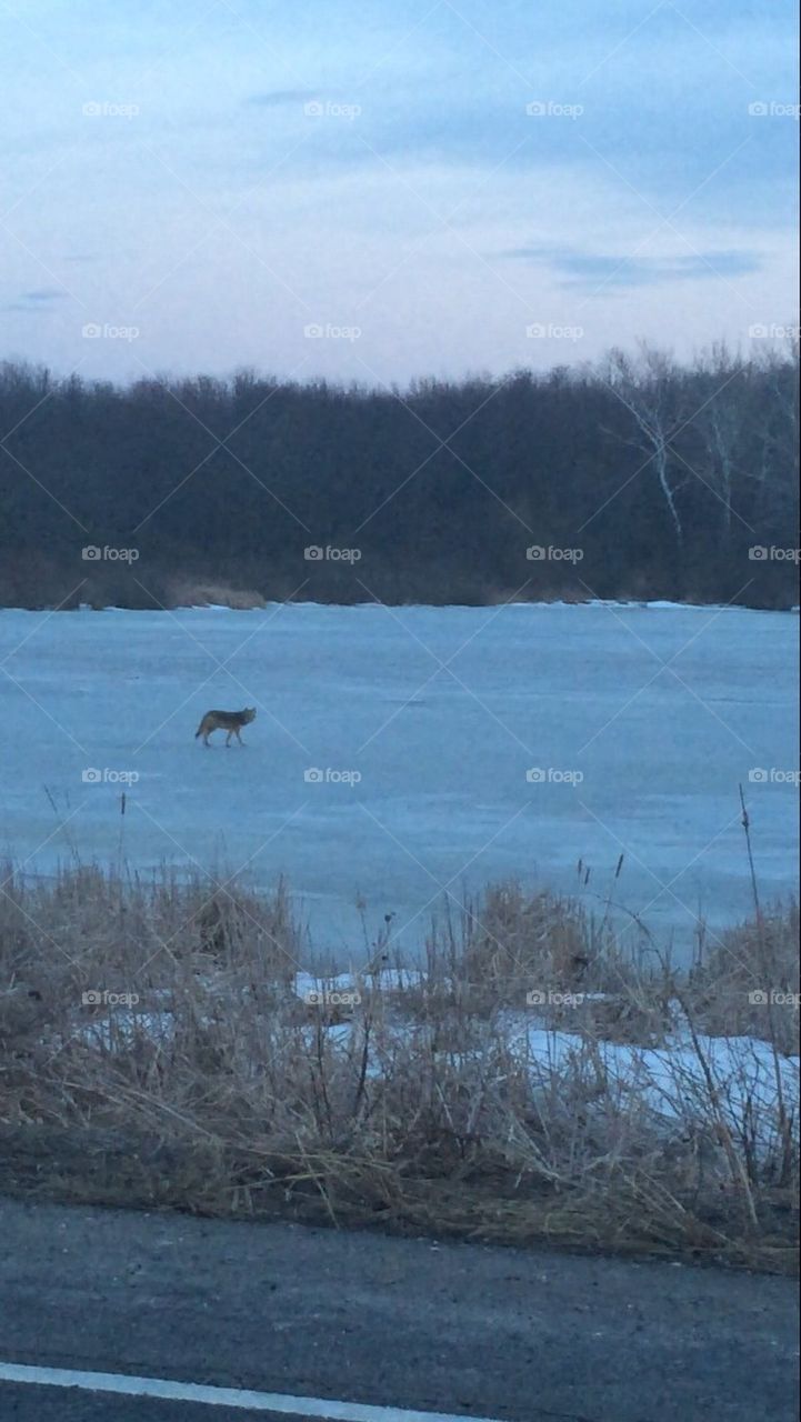 Coyote on ice. 