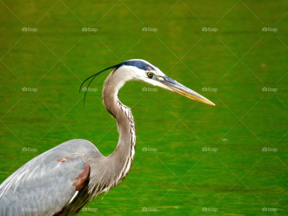 Close of of a blue Heron. 