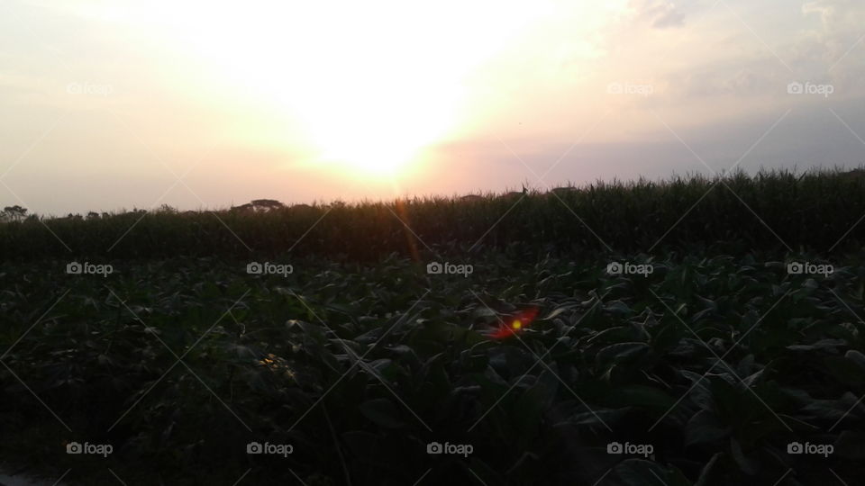 the sun sets over the tobacco and corn trees