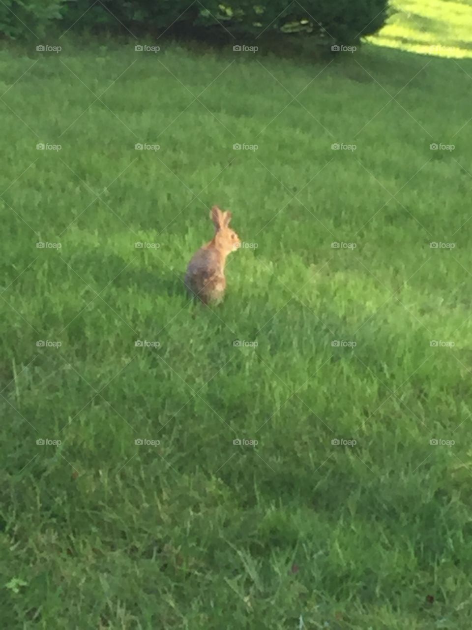 The solitary bunny pondering its existence...