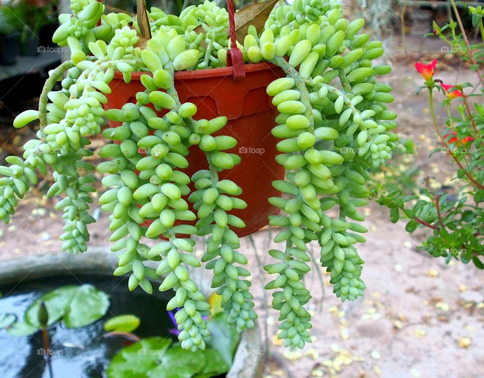 Hanging plants