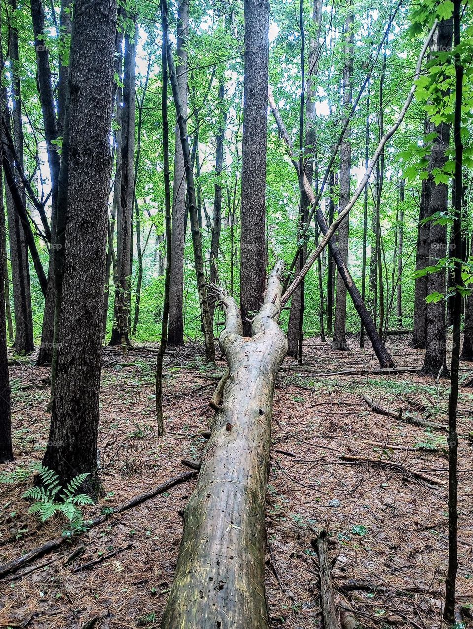 Fallen Tree