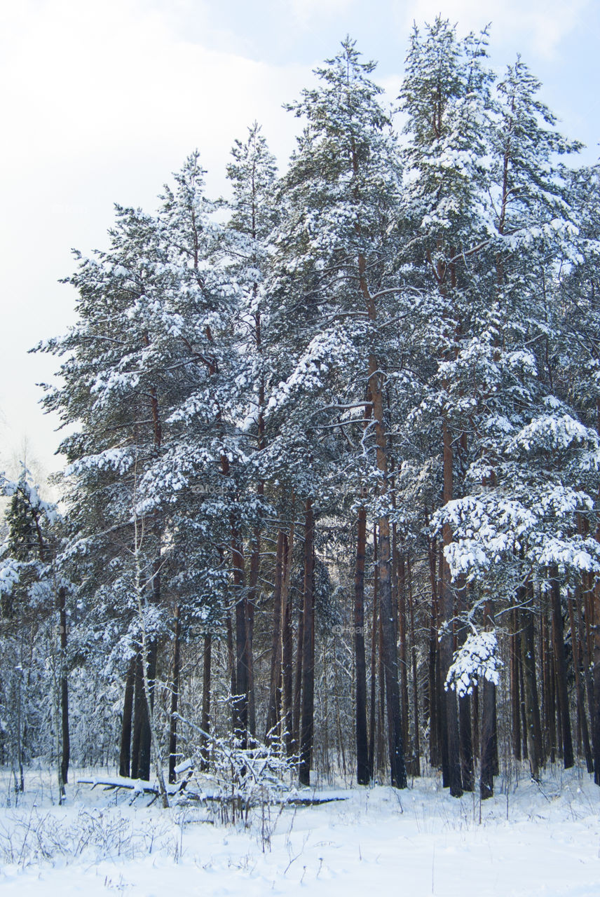 View of frozen trees during winter