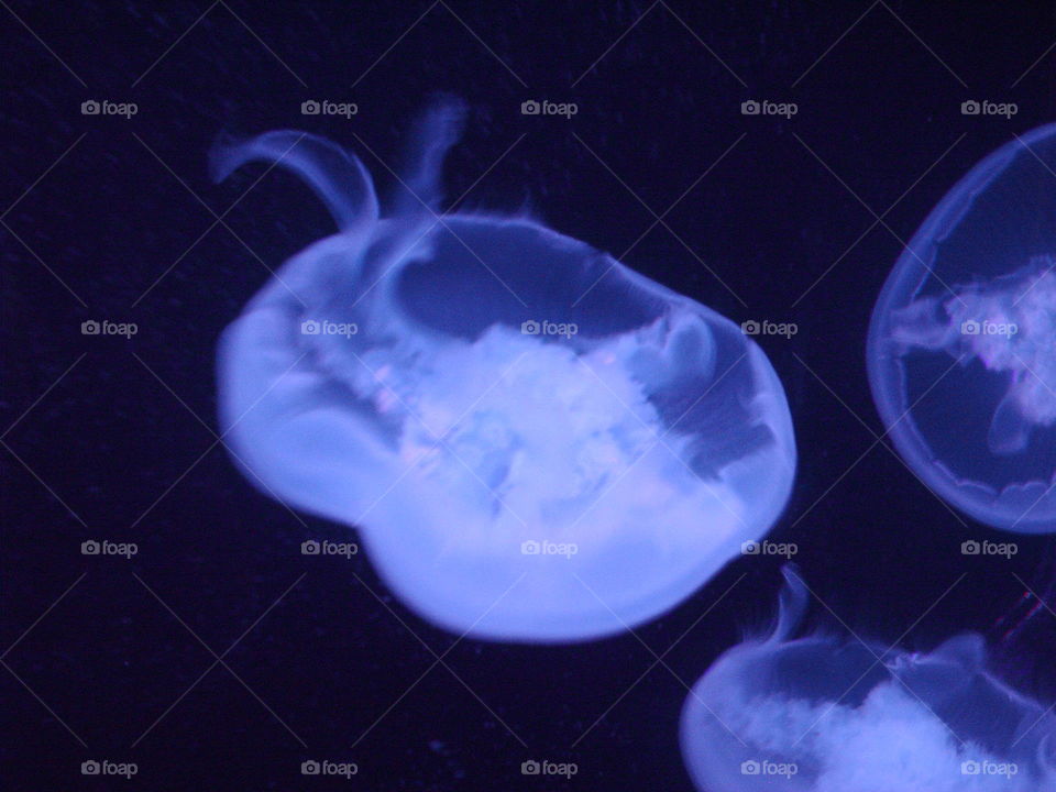 Moon Jellyfish. Up close with some jellyfish, under a black light at the zoo!