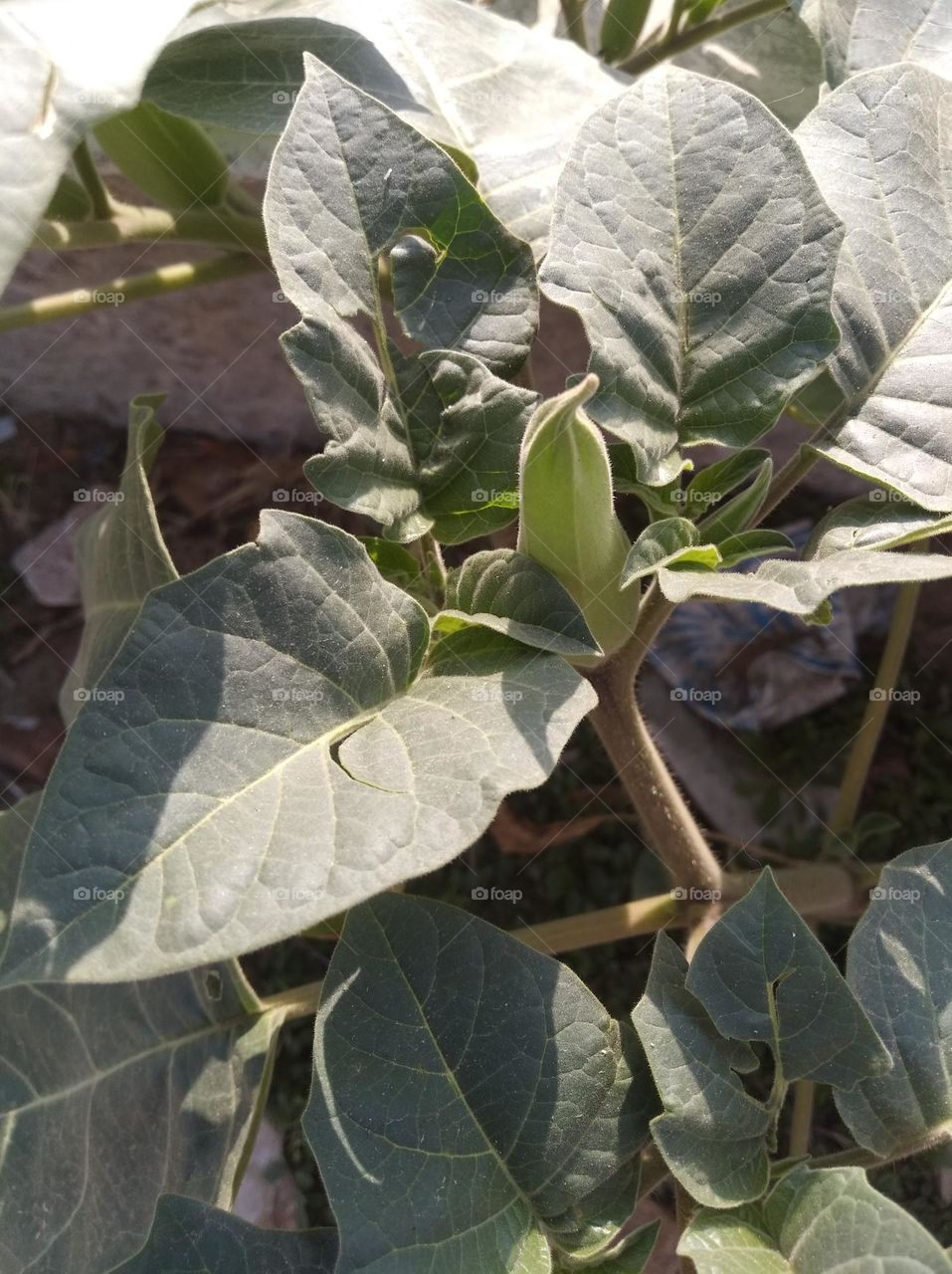 the datura buds small size shurb looks very beautiful generally found everywhere very poisonous species