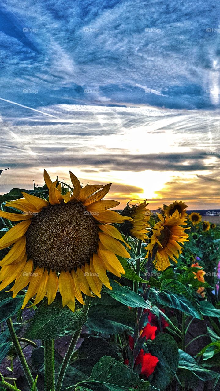 colorful picture with a sunflower in foreground. sunset view