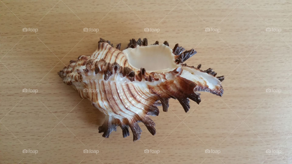 Shell