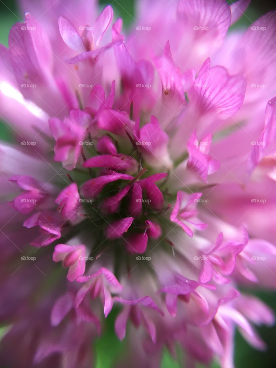 Clover closeup