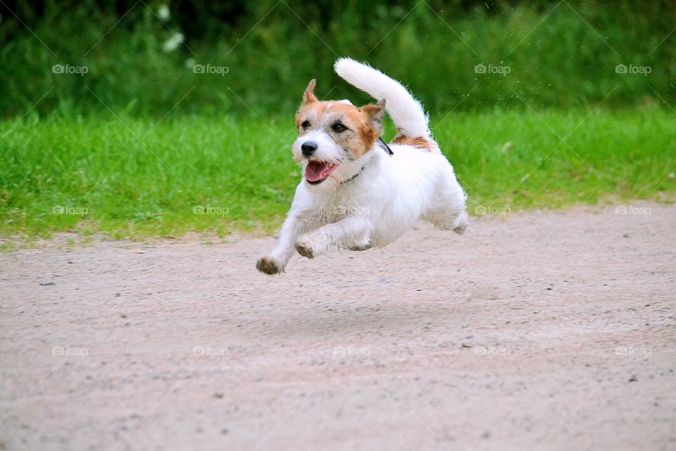 Dog running