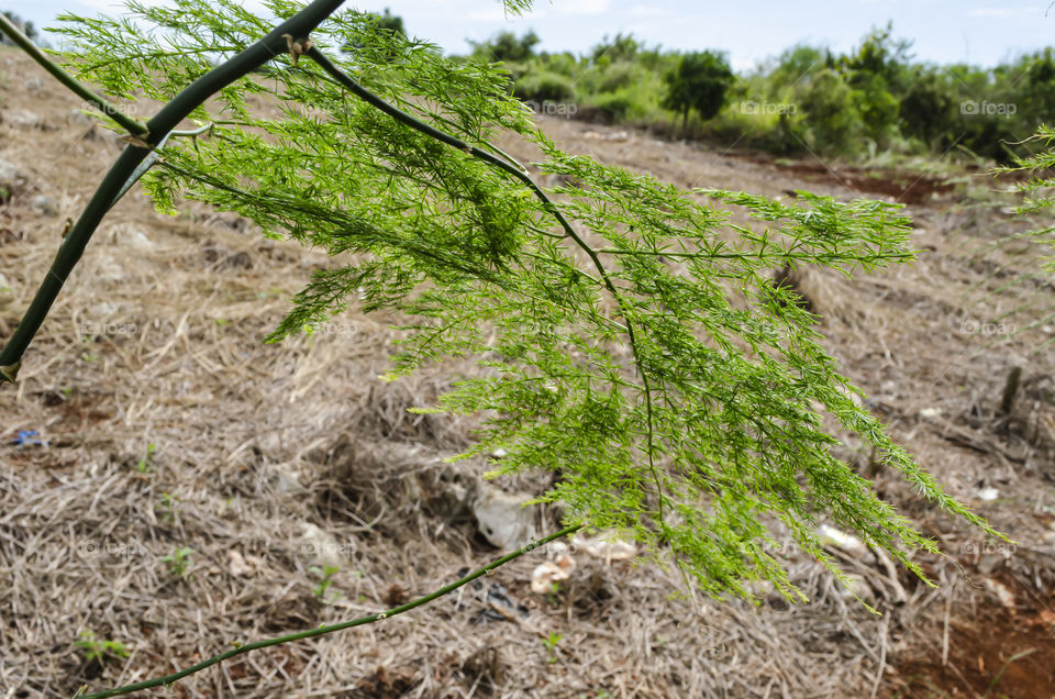 Asparagus Fern