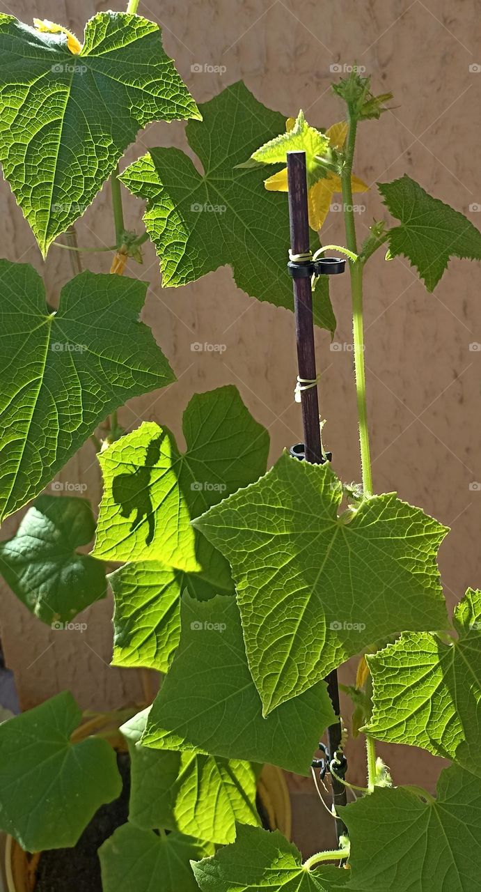 cucumber 🥒 green leaves in the pot home gardening, love earth 🌎