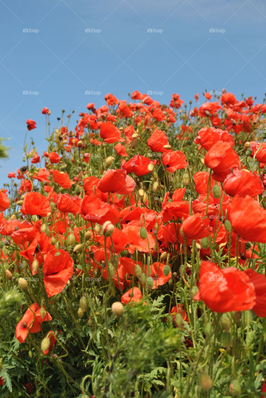 Poppies in the sky. Poppies at the countryside at Fårö,Gotland,Sweden 