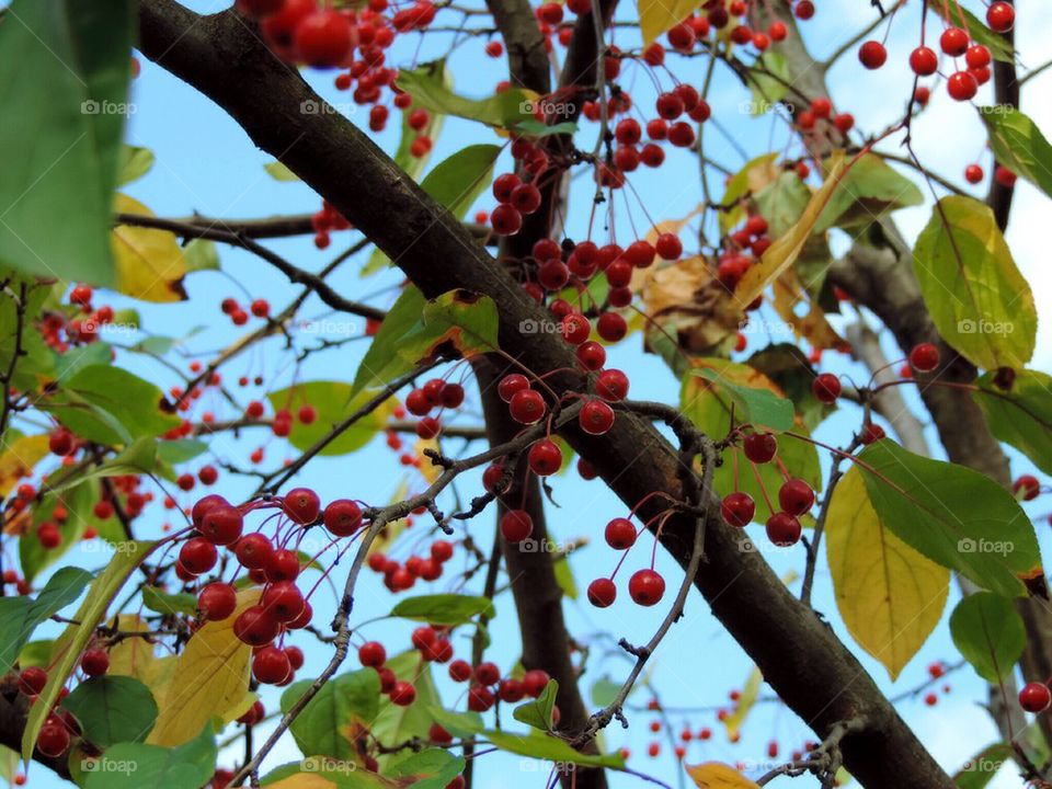 tree leaves apples holidays by 5hels