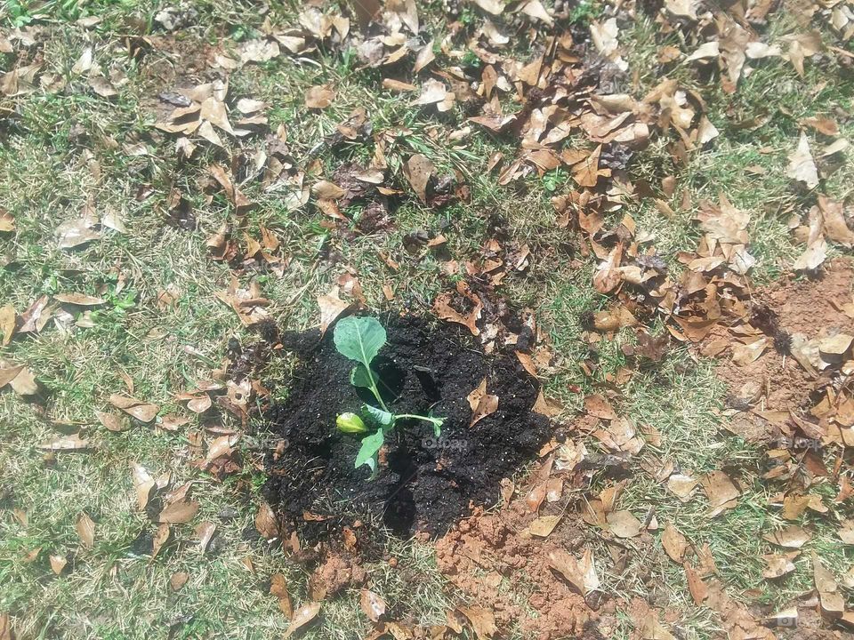 Planting cabbage.