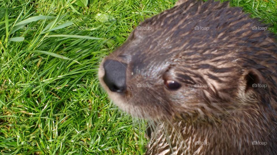 Wet otter face close up