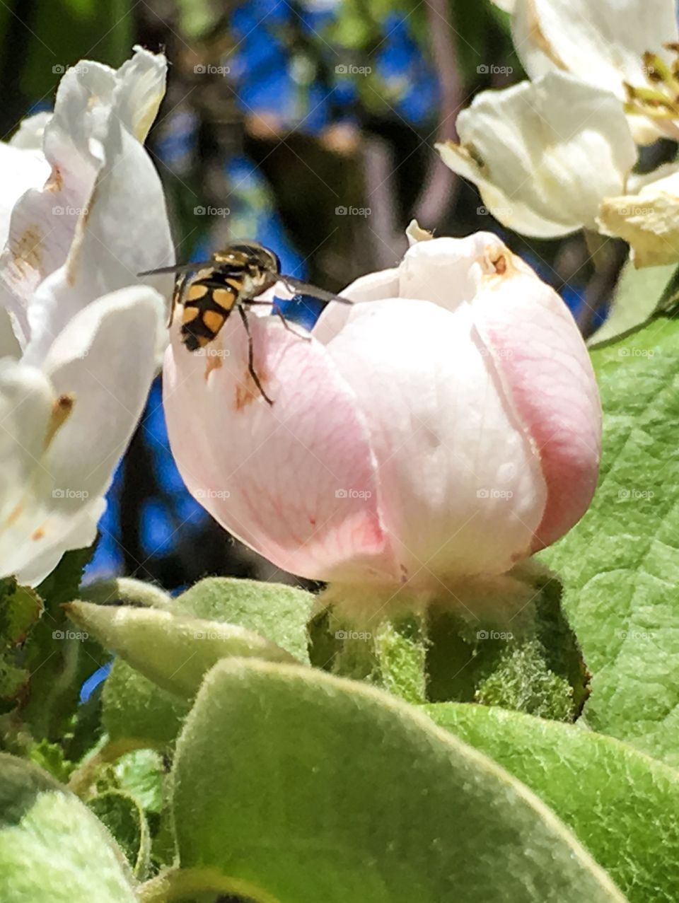 Close-up of bee pollinating flower