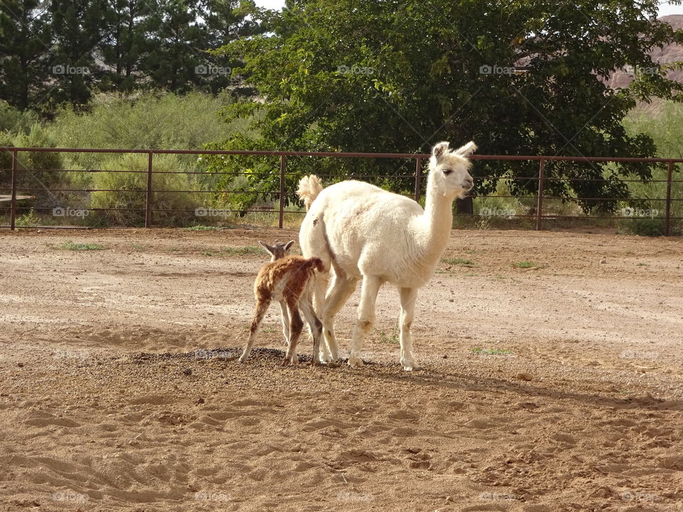 mom and baby llama