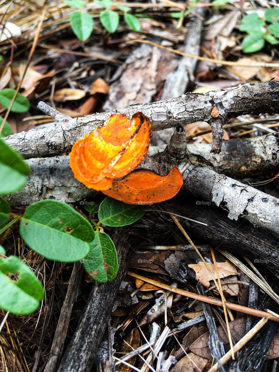 Orange mushrooms from south Florida forest 