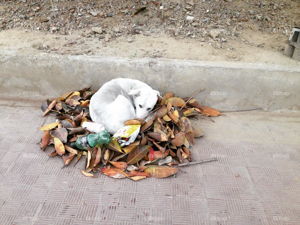Dog street uncomfortable lonely bed of leaves homeless pet sad 