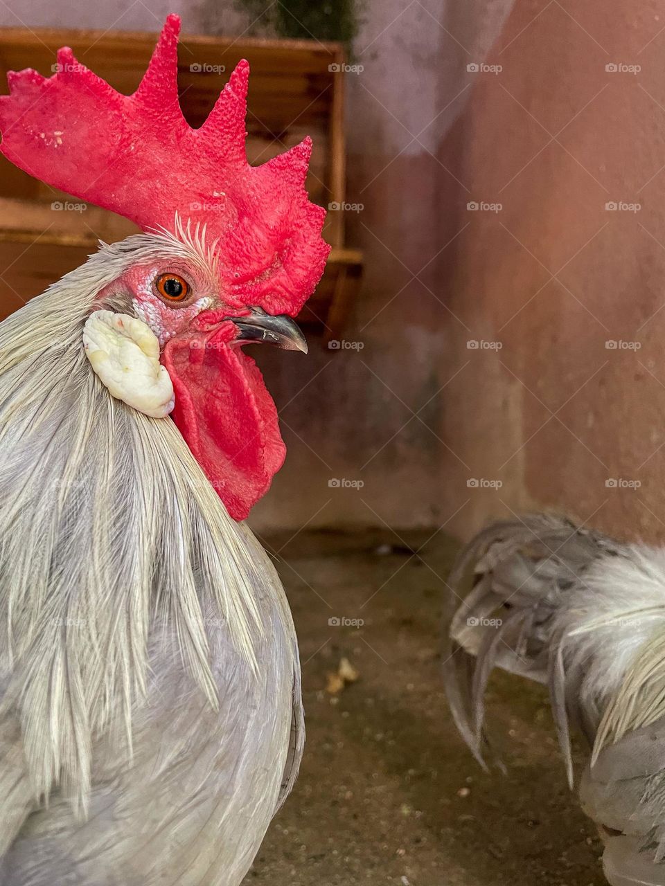 Hackle Chicken .