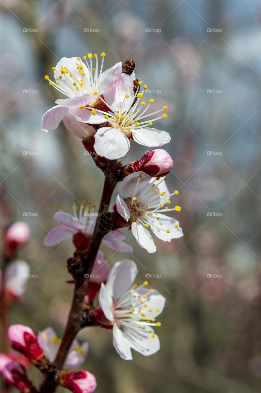 Blossoming branch of apricot.