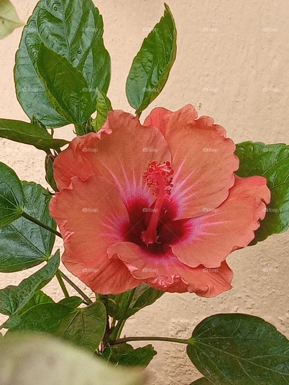 beautiful hibiscus