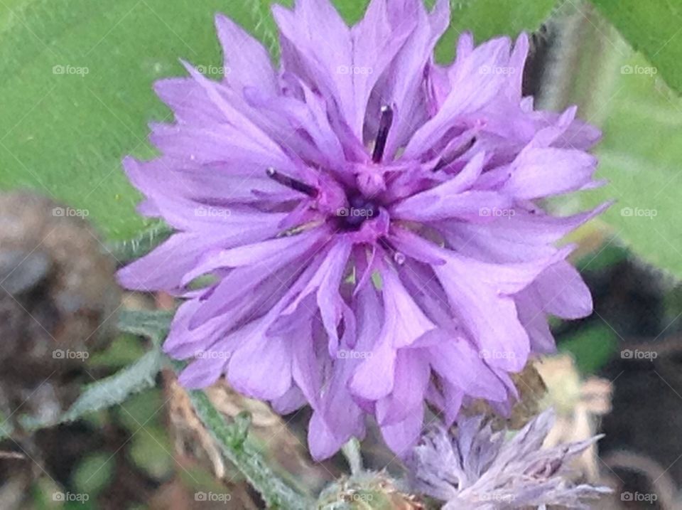 Purple flower