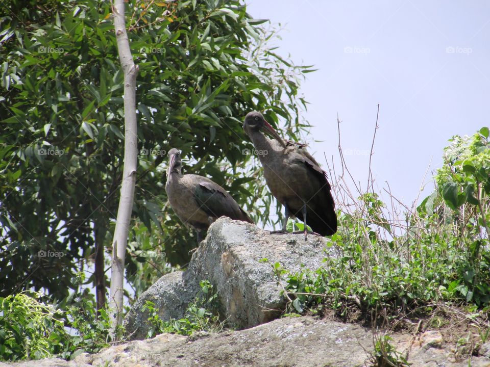 two ibis standing on a rock