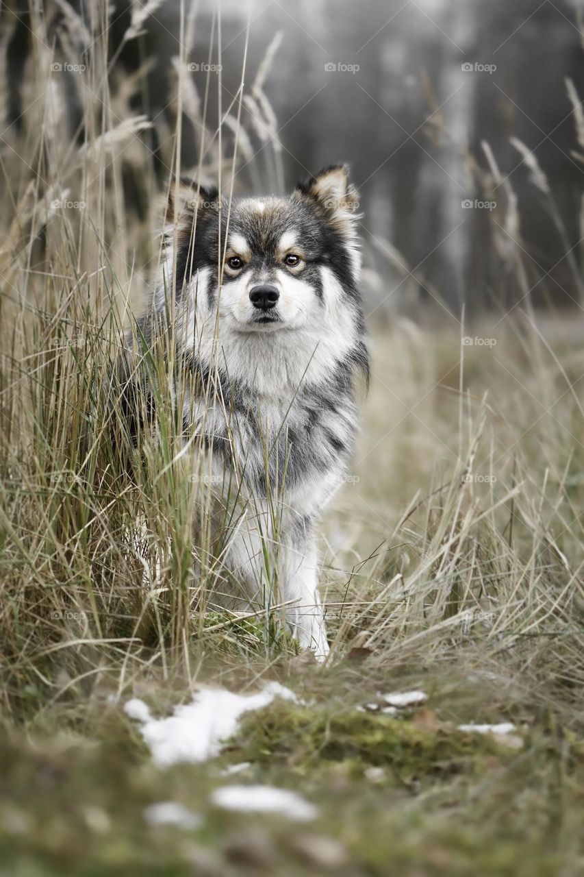Portrait of a young Finnish Lapphund outdoors 