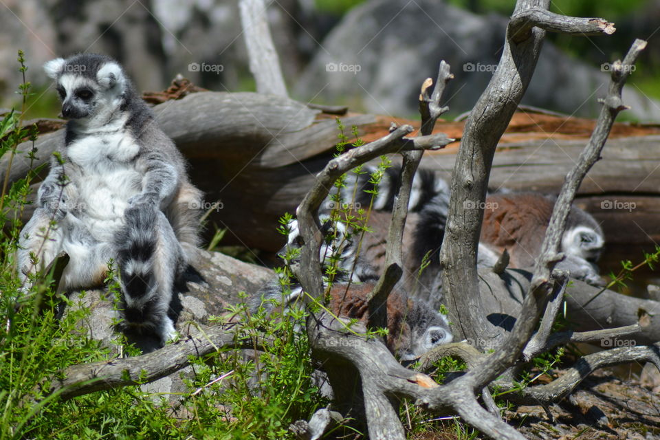 Lemur