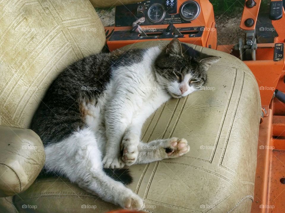 Cat Resting on a Lawnmower