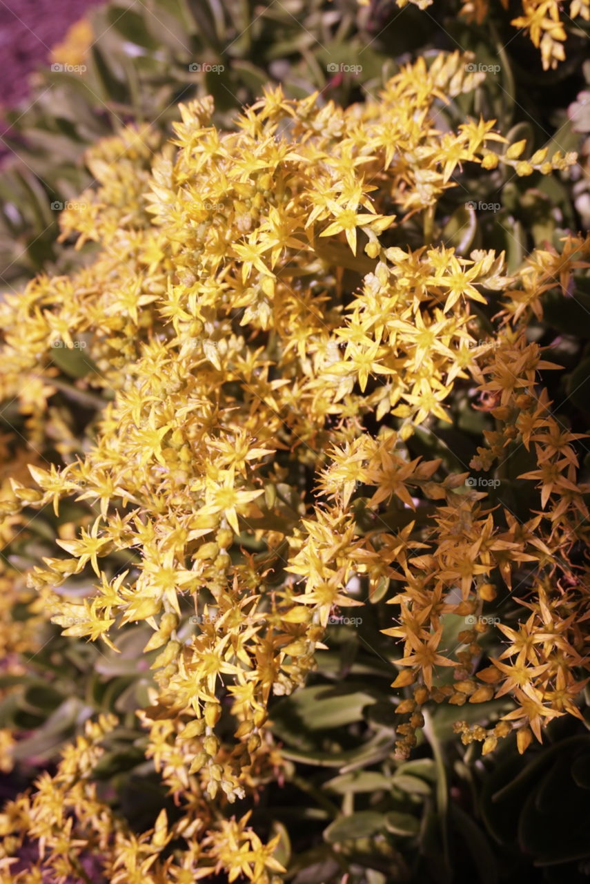 Pale Stonecrop 
Springs 
California