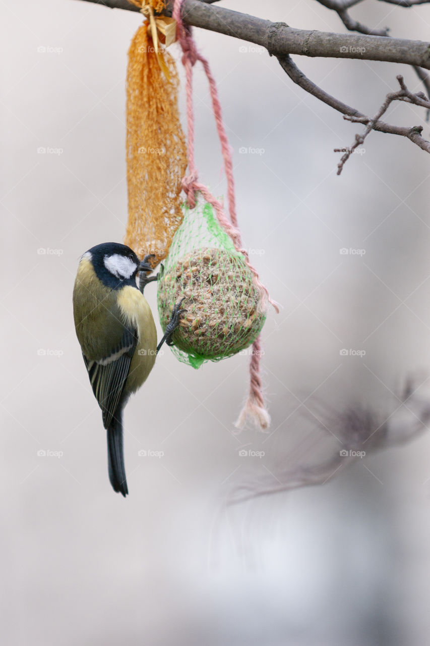 Bird gets food