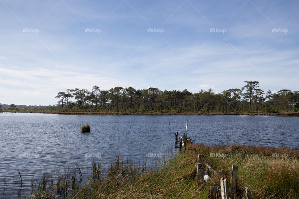 Pond in the forest 