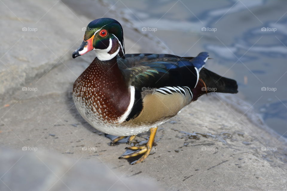 Curious wood duck 